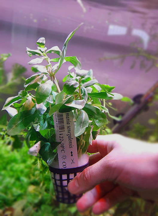 AMMANIA SENEGALSIS SENEGALSKA KOSZYK XXL ROŚLINA DO AKWARIUM